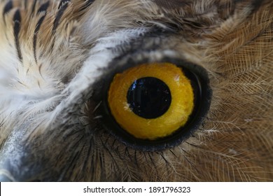 Owl Eyes, Used To Hunt Prey At Night.
