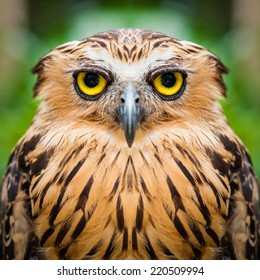 Owl Face Close Up