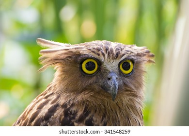 Owl Face Close Up