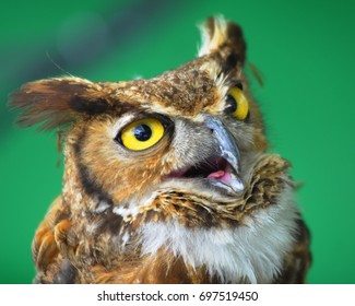 Owl face close up