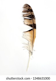 Owl Feather On Background Stock Photo 1348631000 | Shutterstock