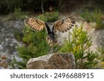 Owl in flight. Eurasian eagle owl, Bubo bubo, flies with widely spread wings over forest meadow. Beautiful bird of prey with orange eyes. Hunting owl in natural habitat. Wildlife nature.