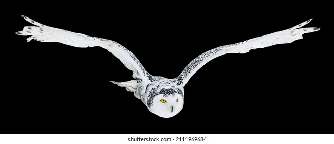 Owl in flight isolated on black background. Snowy owl, Bubo scandiacus, flies with spread wings. Hunting arctic owl. Beautiful white polar bird with yellow eyes. Winter in wild nature habitat.