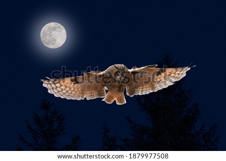 Owl in flight. Long-eared owl, Asio otus, landing with widely spread wings in moonlight. Hunting predator in night forest. Beautiful bird of prey flying in darkness. Wildlife scene from nature.