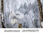 Owl in flight. Snowy owl, Bubo scandiacus, flies with spread wings, landing on rotten stump. Beautiful white polar bird with yellow eyes. Arctic owl hunting. Birch tree. Winter in wild nature habitat.