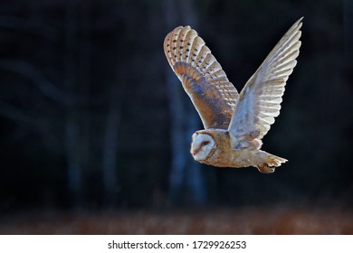 Owl Fly With Open Wings. Barn Owl, Tyto Alba, Flight Above Red Grass In The Morning. Wildlife Bird Scene From Nature. Cold Morning Sunrise, Animal In The Habitat. Bird In The Forest.       
