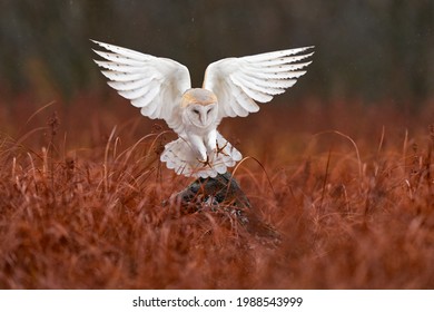 Owl fly with open wings. Barn Owl, Tyto alba, flight above red grass in the morning. Wildlife bird scene from nature. Cold morning sunrise, animal in the habitat. Bird in the forest.        - Powered by Shutterstock