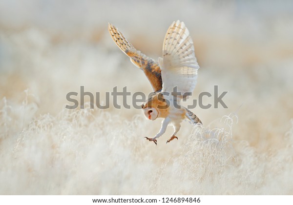 Owl Fly Open Wings Barn Owl Stock Photo Edit Now 1246894846