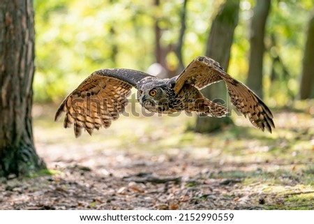 Owl flying in the forest. Euroasian eagle owl with spread wings in flyght. Action nature from a sunny day. Bubo bubo.