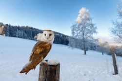 Owl In Frosty Morning. Barn Owl, Tyto Alba, Perched On Snowy Fence At Countryside. Beautiful Bird With Heart-shaped Face. Hunting Predator Looking For Prey. Wildlife. Attractive Winter Scene With Owl.
