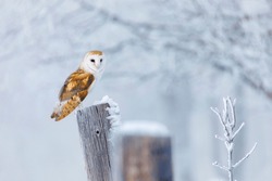 Owl In Frosty Morning. Barn Owl, Tyto Alba, Perched On Snowy Fence At Countryside. Beautiful Bird With Heart-shaped Face. Hunting Predator Looking For Prey. Wildlife. Attractive Winter Scene With Owl.