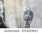 Owl in frosty morning. Snowy owl, Bubo scandiacus, perched on birch stump. Arctic owl looking over shoulder. Beautiful white polar bird with yellow eyes. Winter in wild nature. Isolated on white.