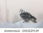 Owl at frosty sunrise. Snowy owl, Bubo scandiacus, perched in snow. Arctic owl hunting in winter landscape. Beautiful white polar bird with yellow eyes. Wild nature. Raptor in natural habitat.