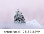 Owl at frosty sunrise. Snowy owl, Bubo scandiacus, perched in snow. Arctic owl looking over shoulder. Beautiful white polar bird of prey with yellow eyes. Winter in wild nature. Hunting raptor.