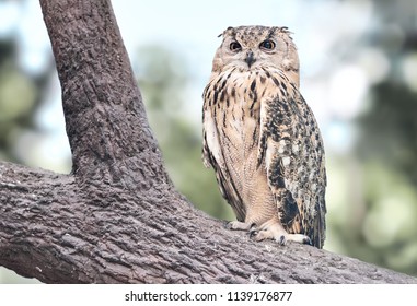 Owl with funny owl eyes on the tree.