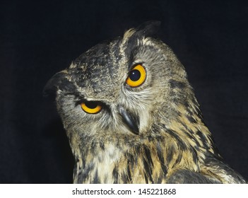 Owl Head Shot