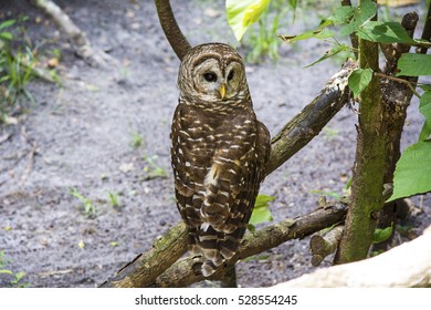 Owl With Head Turned Backwards