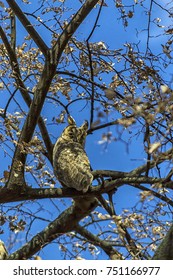 Owl hiding between the branches of a tree
