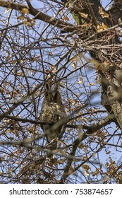 Owl hiding between the branches of a tree