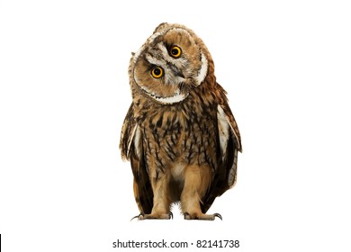 Owl Isolated On White Background