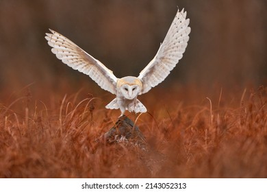 Owl Landing Flight With Open Wings. Barn Owl, Tyto Alba, Flight Above Red Grass In The Morning. Wildlife Bird Scene From Nature. Cold Morning Sunrise, Animal In The Habitat. Bird In The Forestm France