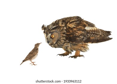 Owl and lark isolated on white background.Owls are natural enemies of larks able to deftly and quickly catch tiny larks on the ground and in the air.