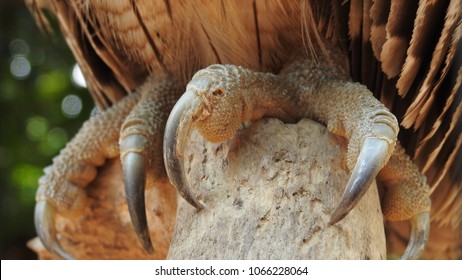 Owl Leg Images Stock Photos Vectors Shutterstock