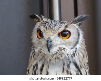 Owl In Liverpool Town Centre Church Street  In The Summer 