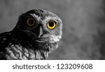 Owl looking afraid.