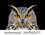 Owl looking big eyes out of the darkness close up