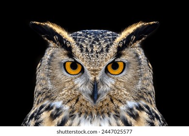 Owl looking big eyes out of the darkness close up - Powered by Shutterstock
