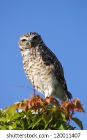 An owl looking at the camera.