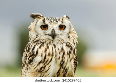 owl looking into the camera in close up with a blurry background