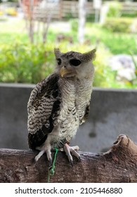 Owl Merapi From Bhumi Merapi Indonesia