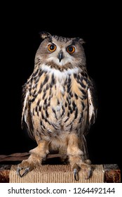 Indian Eagleowl Called Rock Eagleowl Bengal Stock Photo (Edit Now ...