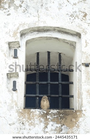 owl in an old windown 