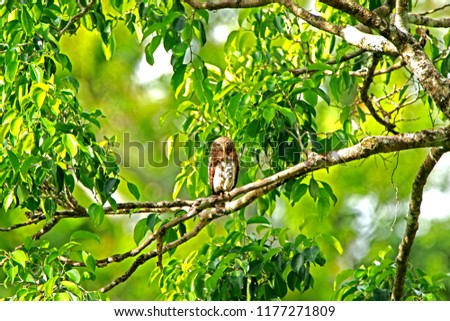 Similar – Image, Stock Photo Bookfinch brings water to his boy