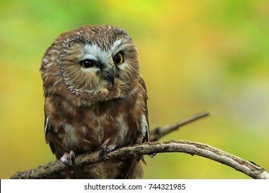 owl on a branch/saw whet owl/owl in the woods