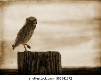 Owl On  Fence Near Spiral Jetty In Utah.