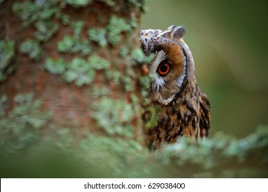 Owl On The Tree. Hidden Portrait Of Long-eared Owl With Big Orange Eyes Behind Larch Tree Trunk, Wild Animal In The Nature Habitat, Sweden. Wildlife Scene From Nature.