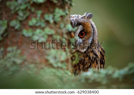 Owl on the tree. Hidden portrait of Long-eared Owl with big orange eyes behind larch tree trunk, wild animal in the nature habitat, Sweden. Wildlife scene from nature.