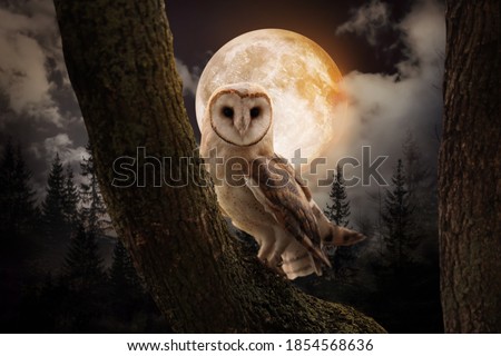Owl on tree in misty forest under full moon at night