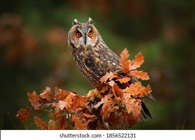 Owl in orange forest, yellow leaves. Long-eared Owl with orange oak leaves during autumn. Wildlife scene from nature, Russia.  - Powered by Shutterstock