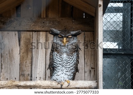 An owl perched in a cage.