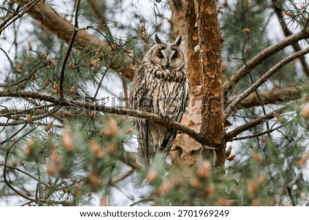 Owl Perched in Pine Tree Forest Scene, Wildlife Portrait in Natural Habitat