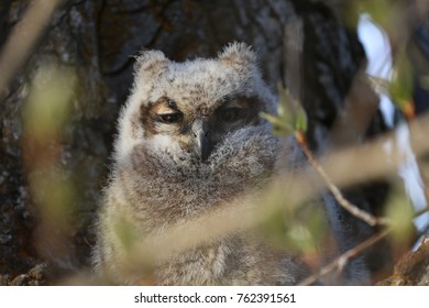 Owl perched in tree