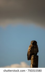 Owl perching on a post