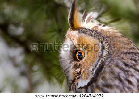 Similar – Foto Bild Kauz Porträt Natur Tier