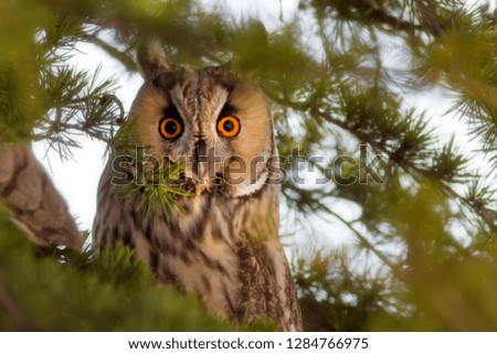 Similar – Foto Bild Kauz Porträt Natur Tier