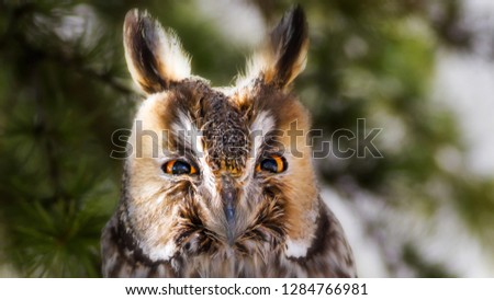 Similar – Foto Bild Kauz Porträt Natur Tier